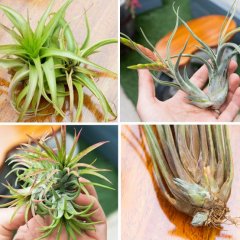 Air Plant Care 101