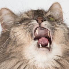 Feline Facts That Will Change How You Look at Cats Feline Facts That Will Change How You Look at Cats