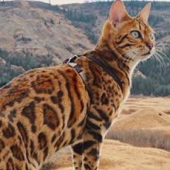 This Instagram Cat Has Probably Traveled More Than You Have This Instagram Cat Has Probably Traveled More Than You Have
