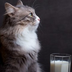 Things Everyone Gets Wrong About Cats Things Everyone Gets Wrong About Cats