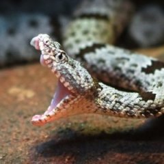 True Stories of Close Encounters With Deadly Snakes
