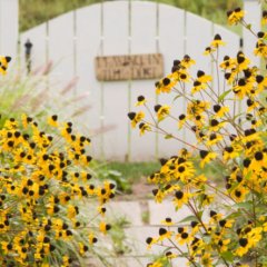 10 Best Annual Flowers That Bloom in Fall