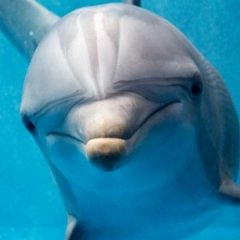 The Truth About Dolphin Brains and Other Facts The Truth About Dolphin Brains and Other Facts
