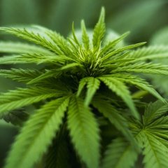 What a 30-Day Break From Smoking Marijuana Does to Your Brain What a 30-Day Break From Smoking Marijuana Does to Your Brain