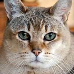 The Parasite Your Cat Is Using to Control Your Mind The Parasite Your Cat Is Using to Control Your Mind