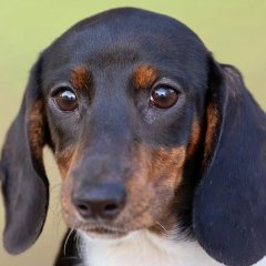 8 Must Dos When Traveling With Your Pet 8 Must Dos When Traveling With Your Pet