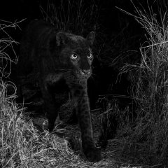 Incredible Images Capture Rare Black Leopard in Africa Incredible Images Capture Rare Black Leopard in Africa