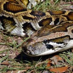 Hunter Snares Terrifying Burmese Python in Florida