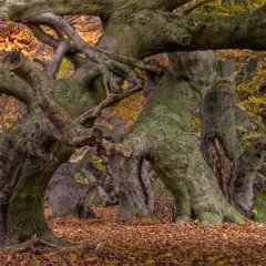 The Many Secrets of the World's Spookiest Trees The Many Secrets of the World's Spookiest Trees