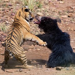 Mother Bear Protects Cub From Tiger Mother Bear Protects Cub From Tiger