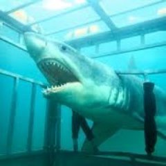 The Best and Worst Shark Movies Ranked by Tomatometer The Best and Worst Shark Movies Ranked by Tomatometer