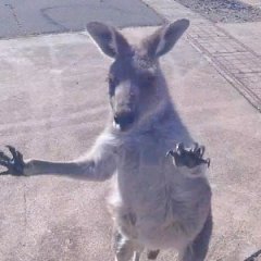 Kangaroo Charges Paraglider Immediately After Landing Kangaroo Charges Paraglider Immediately After Landing