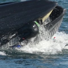 Man Spat Out by Whale Off South African Coast Man Spat Out by Whale Off South African Coast