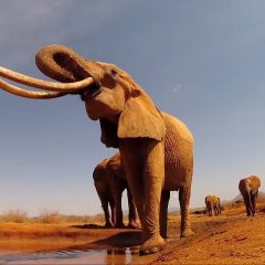 Amazing Footage of Last Woolly Mammoth-Like Elephants on Earth Amazing Footage of Last Woolly Mammoth-Like Elephants on Earth