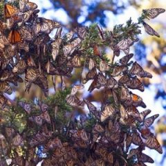 Magical Places Where You Can Stand Among Millions of Butterflies Magical Places Where You Can Stand Among Millions of Butterflies