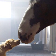 All The Best Budweiser Clydesdale Super Bowl Commercials 