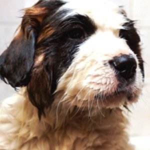 Here Are Ways To Tell If Your Dog Has A Cold